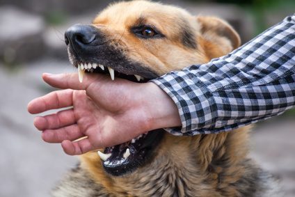 can you sue if a dog attacks your dog