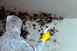 Housing Disrepair Mould Compensation Claims How To Claim Compensation For Mould Accident Claims