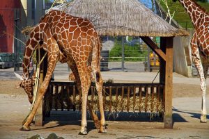 A GIRAFFE IN A ZOO SUGGESTING ZOO ACCIDENT CLAIMS AFTER INJURY