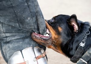 DOG BITING PERSON'S LEG